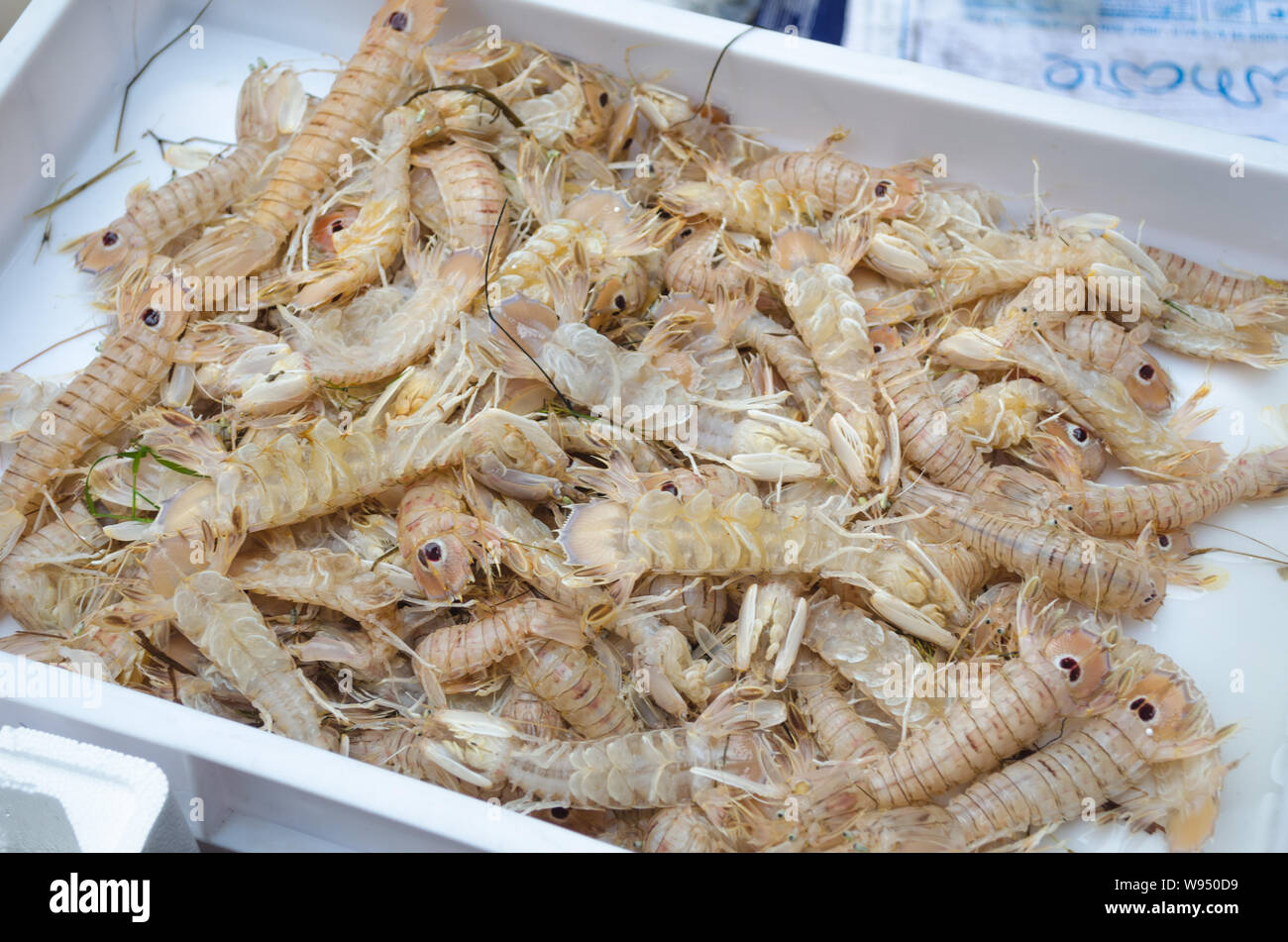 Squilla mantis for sale at the Squilla mantis Stock Photo