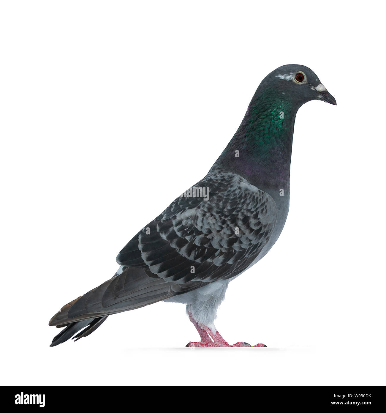 You grey Racing Pigeon standing side ways, looking straight ahead with orange / brown eye. Neck with pearl green and purple. Isolated on white backgro Stock Photo