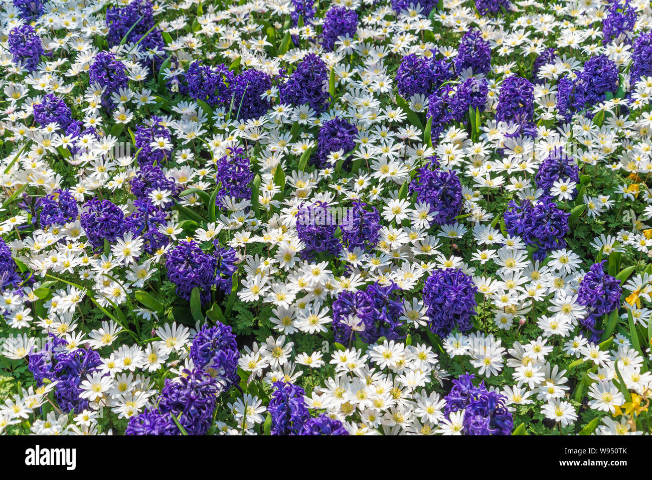 Background of blooming Shasta Daisy, small tiny white petal with yellow