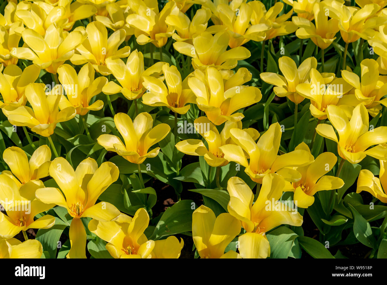 Top and close up view group of yellow blooming tulips. Stock Photo