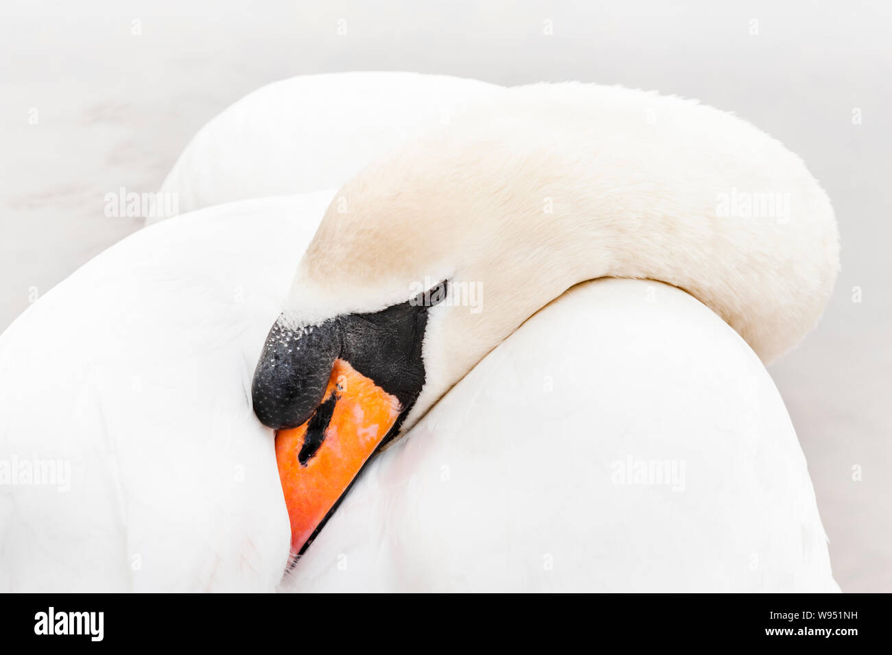 Mute Swan Cygnus olor with beak / bill tucked under wing to keep warm