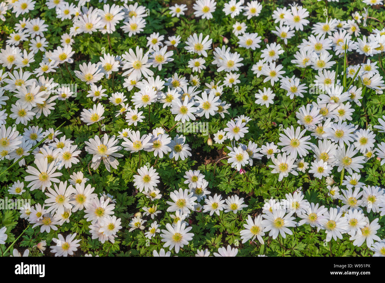 Background of blooming Shasta Daisy, Leucanthemum or Superbum flowers