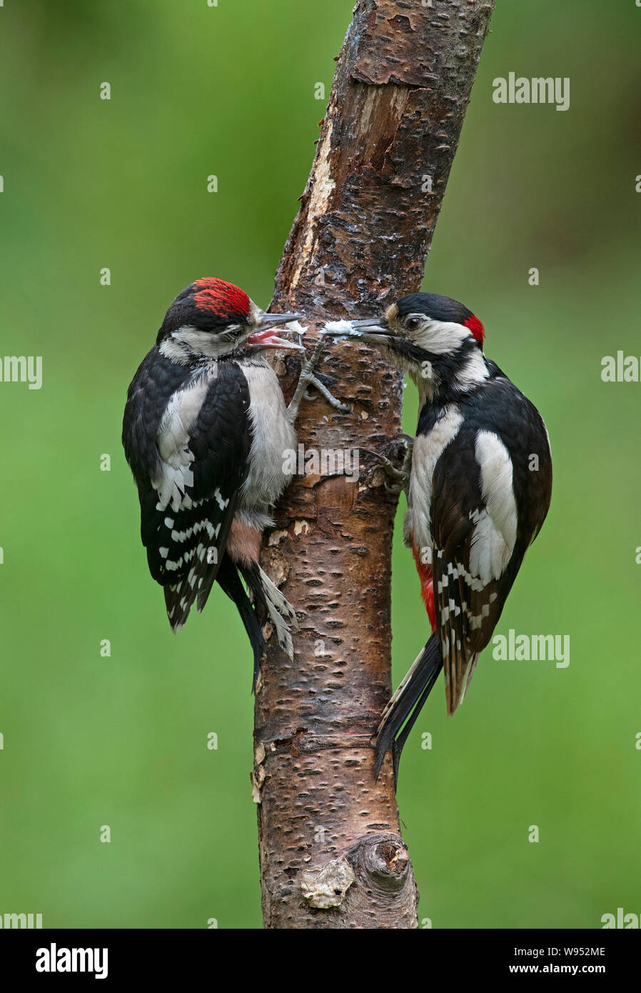 Male Great Spotted Woodpecker -Dendrocopos major feeds juvenile. Stock Photo