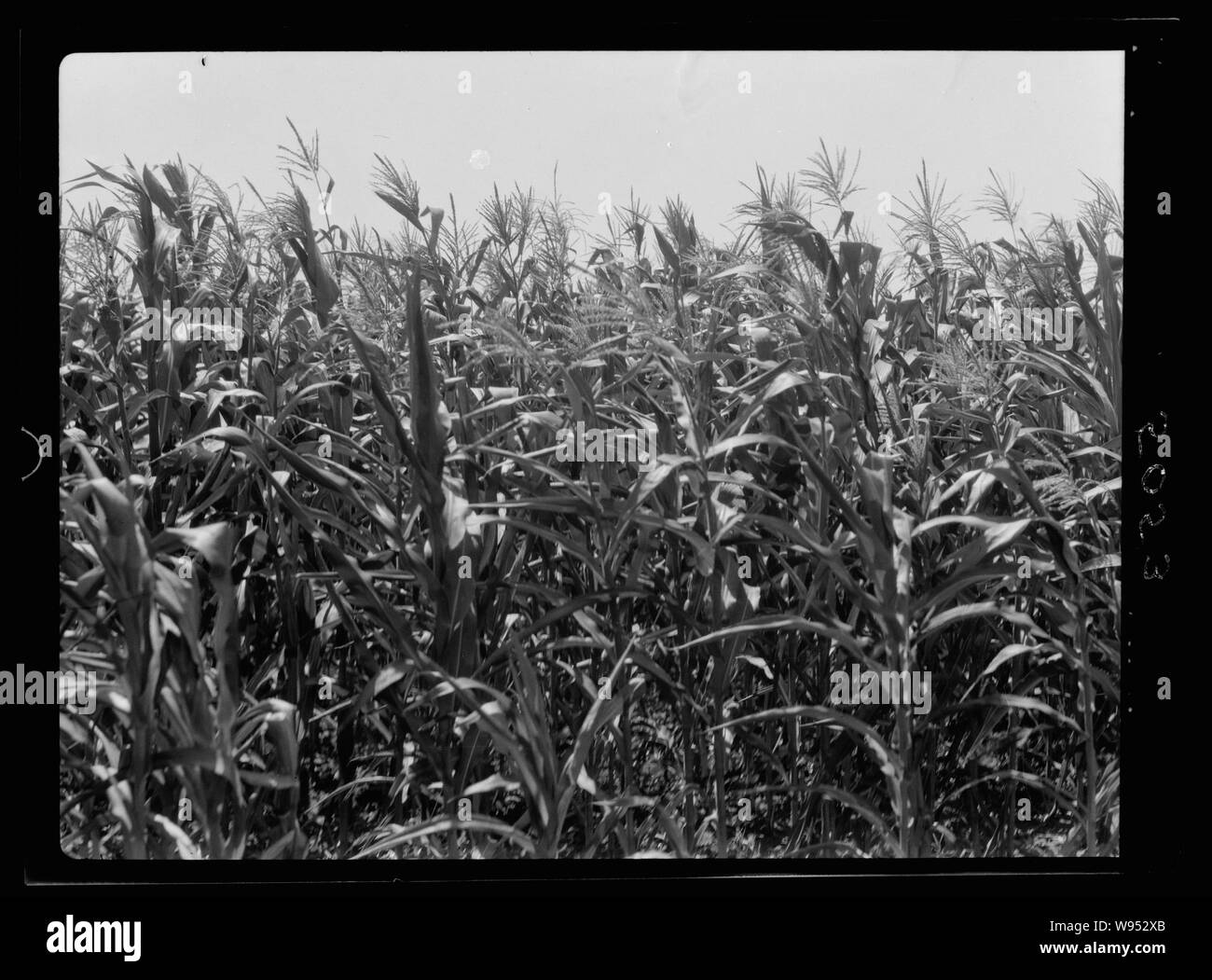 Zea maize Black and White Stock Photos & Images Alamy