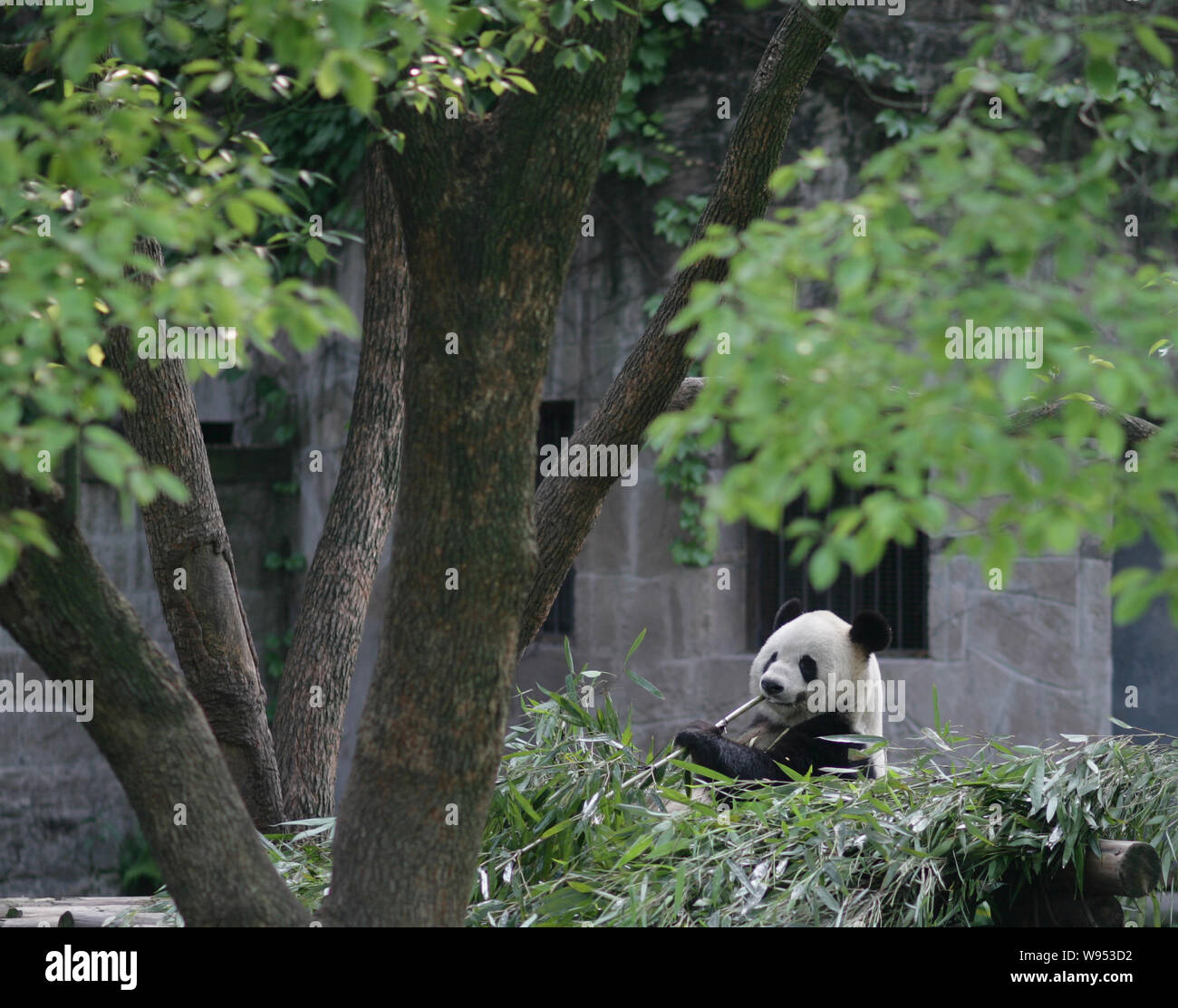 Eats bamboo hires stock photography and