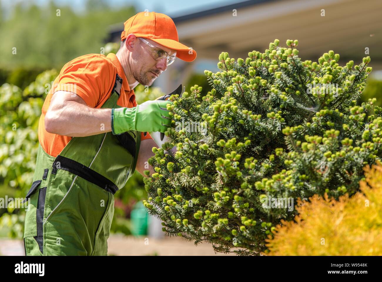 Gardener in His 30s Taking Care of Decorative Garden Trees. Landscaping Industry. Stock Photo