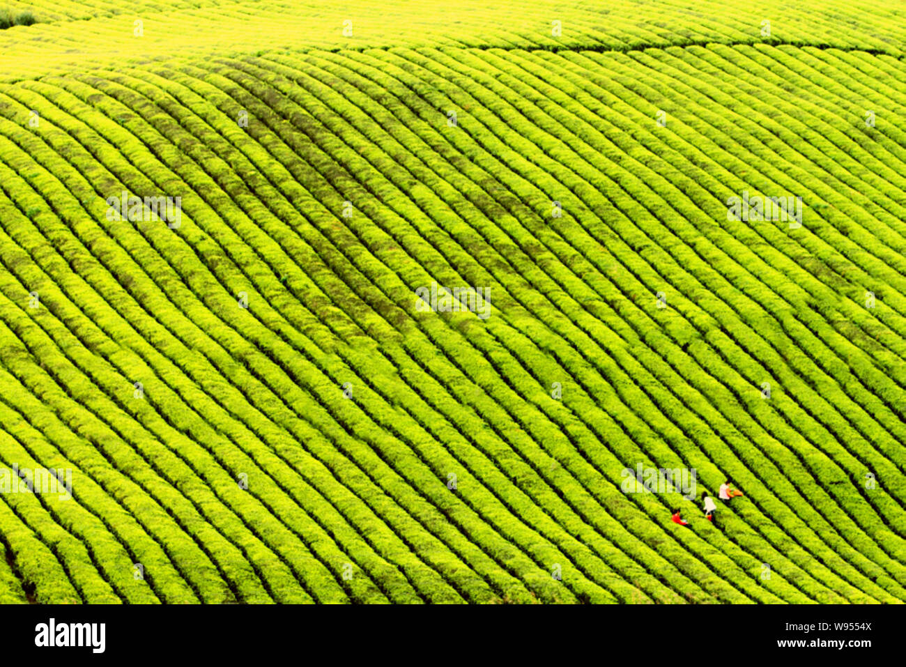 --FILE--Chinese farmers pick tea leaves at a tea plantation in Songtao Miao Automonous County, Tongren city, southwest Chinas Guizhou province, 2 May Stock Photo