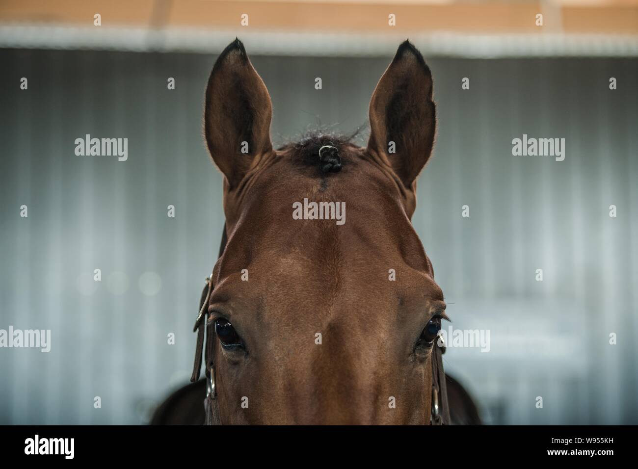 Riding Horse Closeup Portrait. Eyes and Ears. Equestrian Facility Theme. Stock Photo