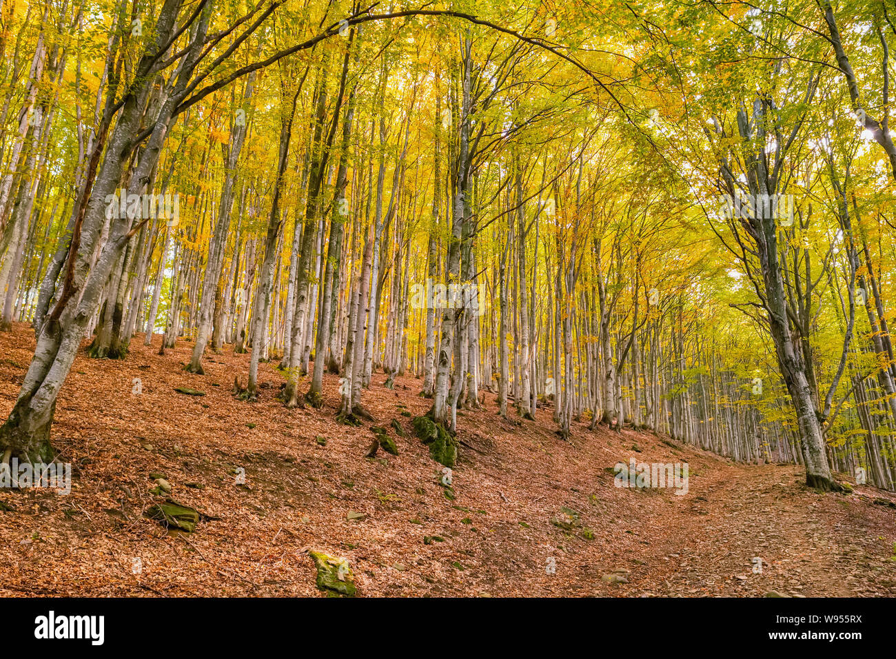 Trees landscape hi-res stock photography and images - Alamy