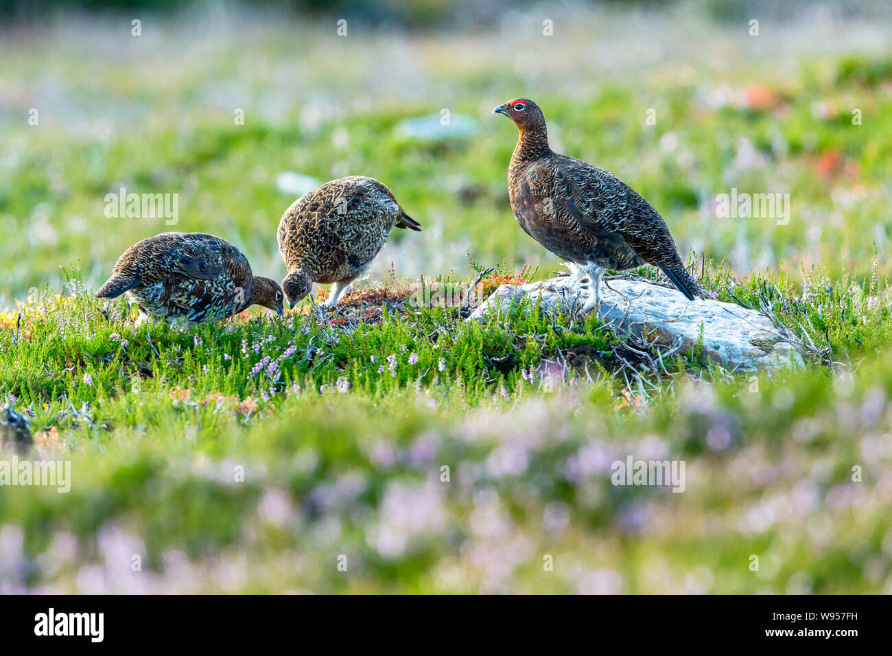 Red Grouse (Scientific name: Lagopus Lagopus)  A covey of red grouse stood in natural moorland habitat during August. Blurred background. Landscape Stock Photo