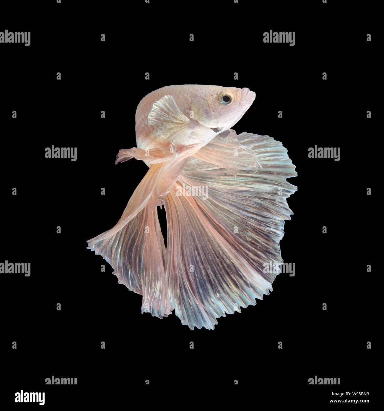 Close up art movement of Betta fish or Siamese fighting fish isolated on black background Stock Photo
