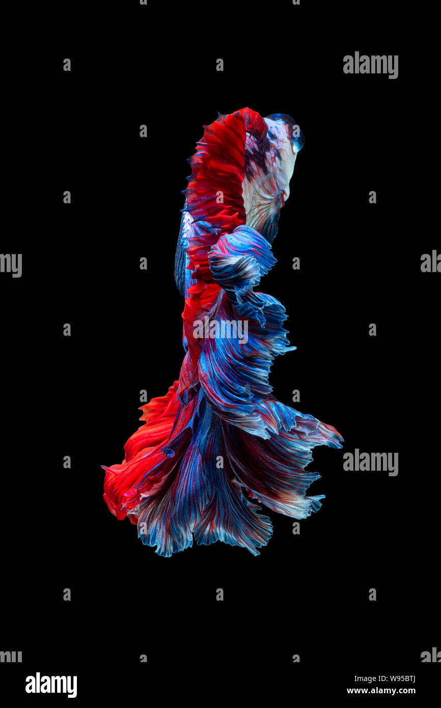 Close up art movement of Betta fish or Siamese fighting fish isolated on black background Stock Photo