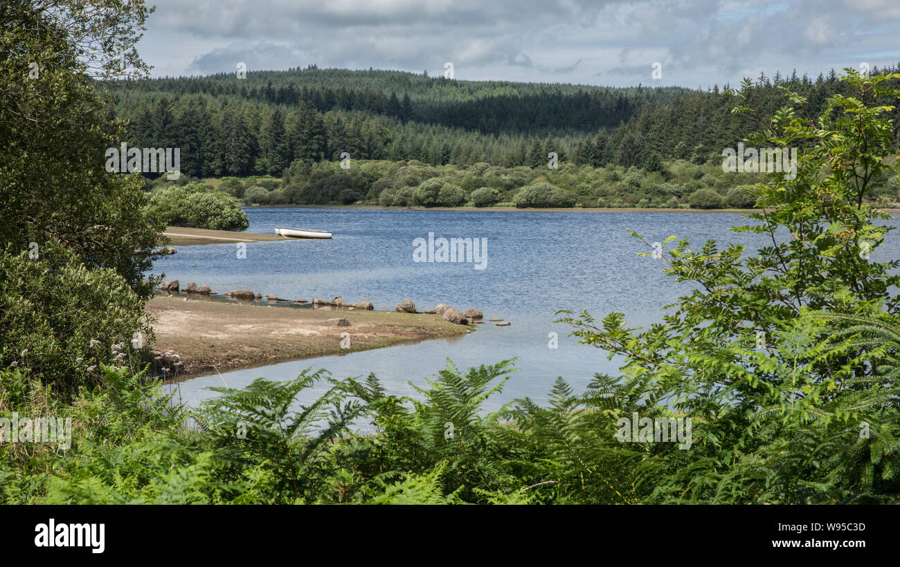 fernworthy-forest-dartmoor-hi-res-stock-photography-and-images-alamy