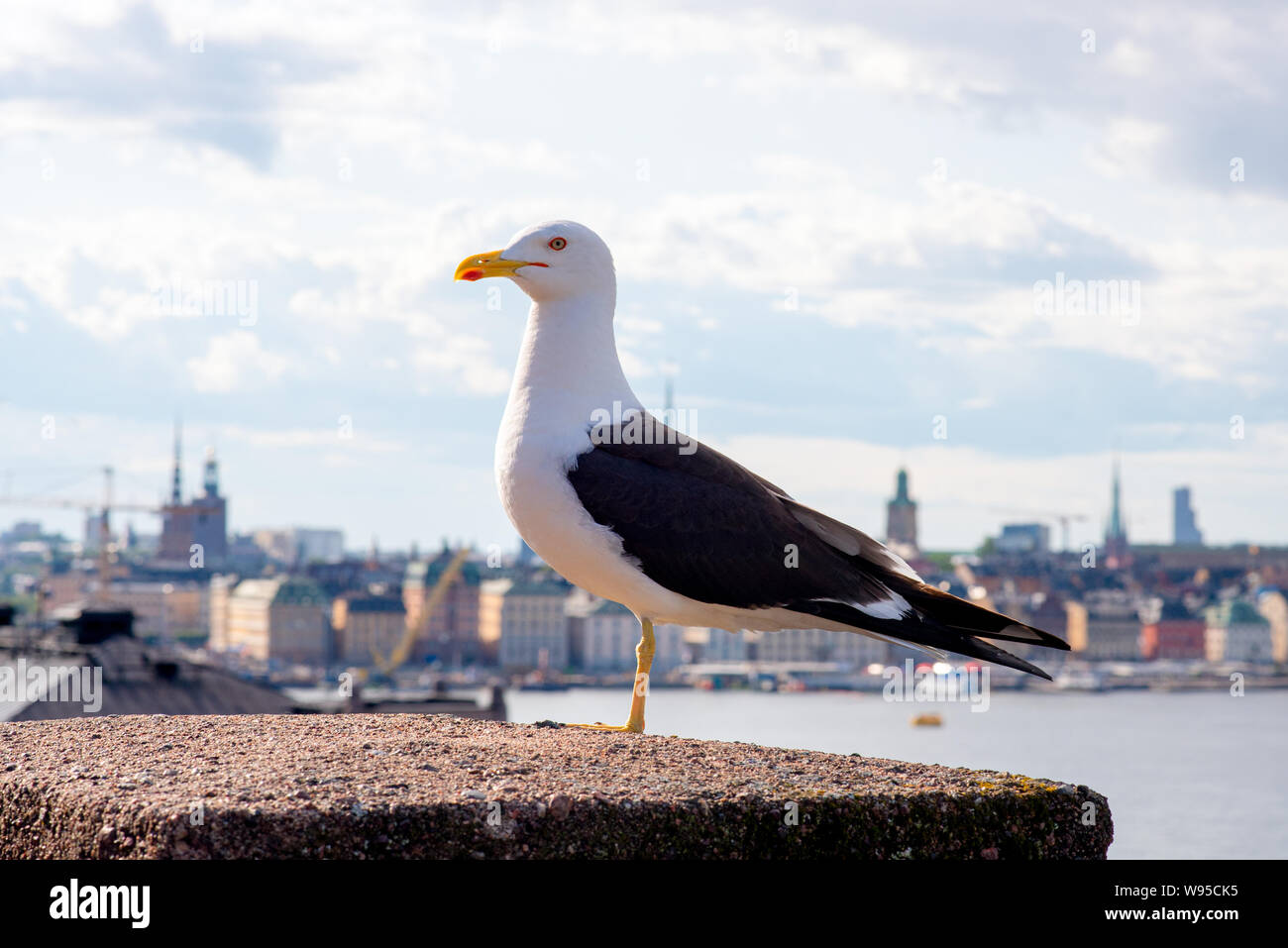 Seagull at the bridge with ocean and city of Stockholm in background at Sweden Stock Photo