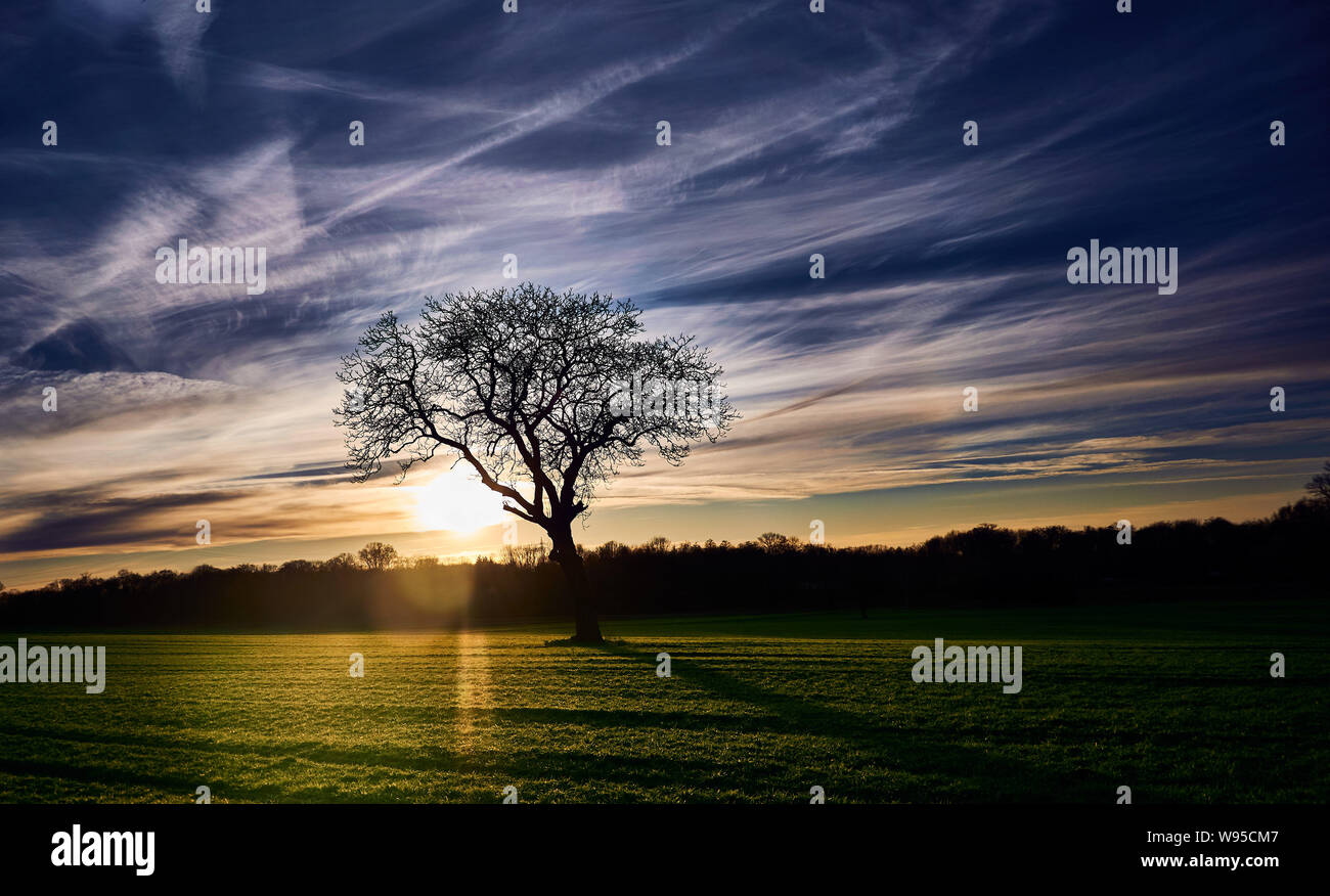 One tree and beautiful nature infront of the moody sunset in Rastatt, Germany Stock Photo