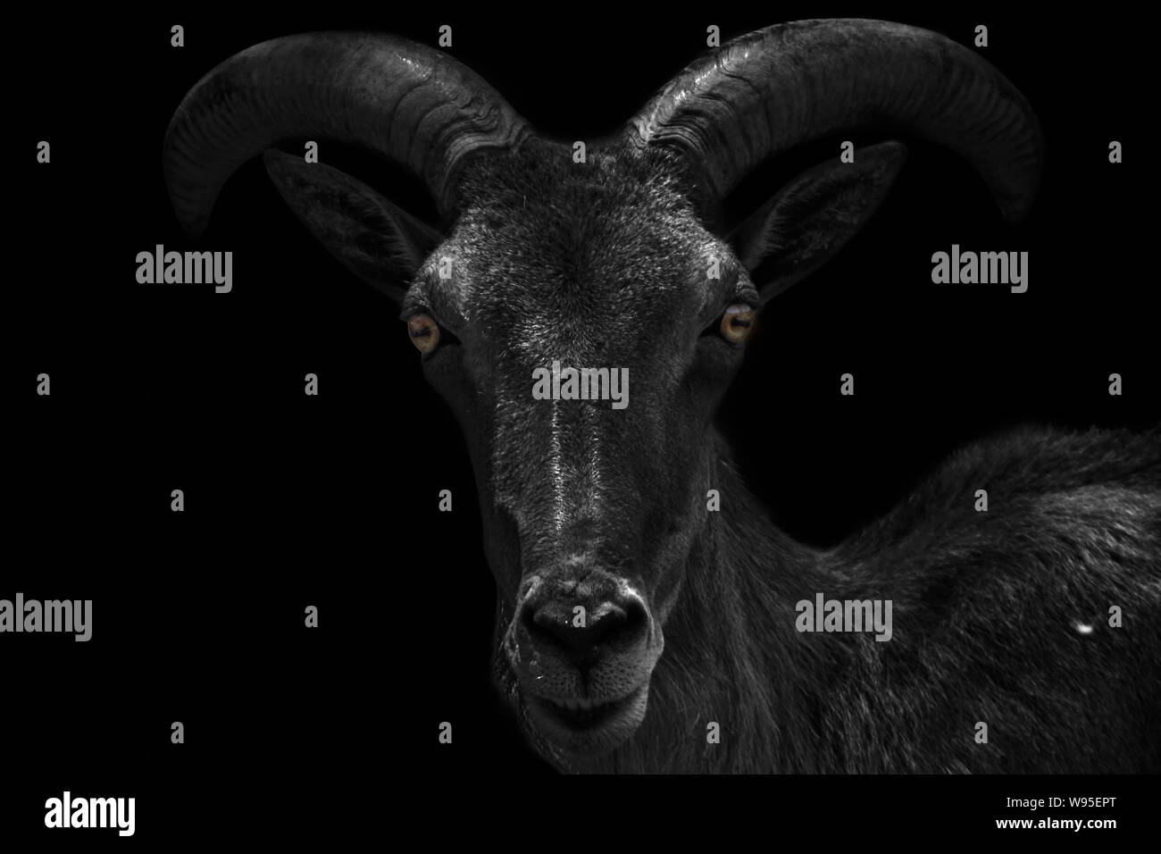 Creepy capricorn head with horns isolated on black background Stock Photo