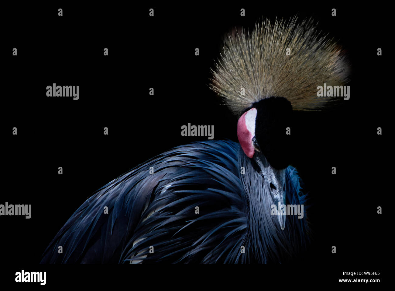 Side view of a Crowned crane isolated on black background Stock Photo ...