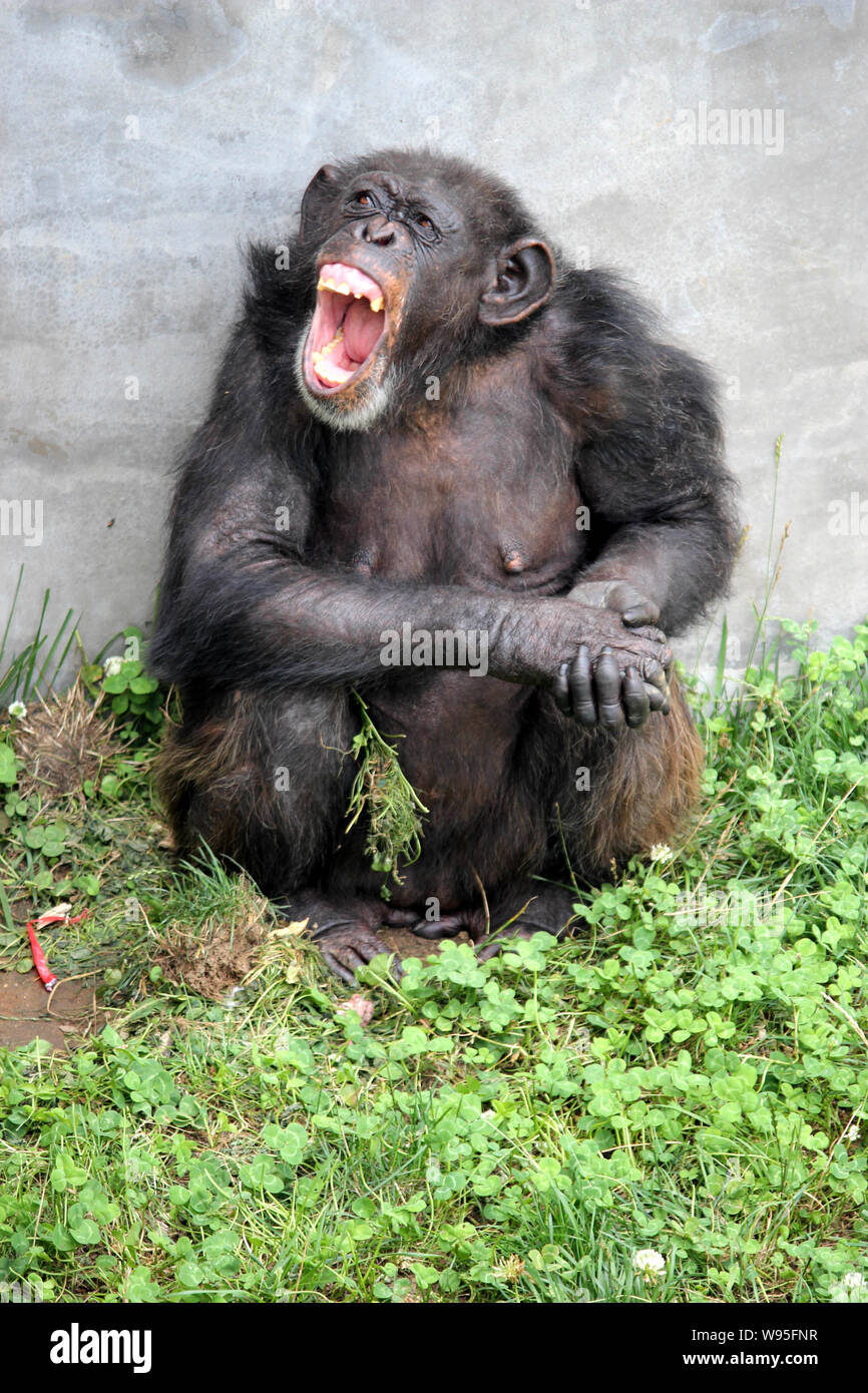 40-year-old chimpanzee Yuan Yuan reacts at the Xixiakou Wild Animal Preserve in Weihai city, east Chinas Shandong province, 8 July 2012.   A 40-year-o Stock Photo