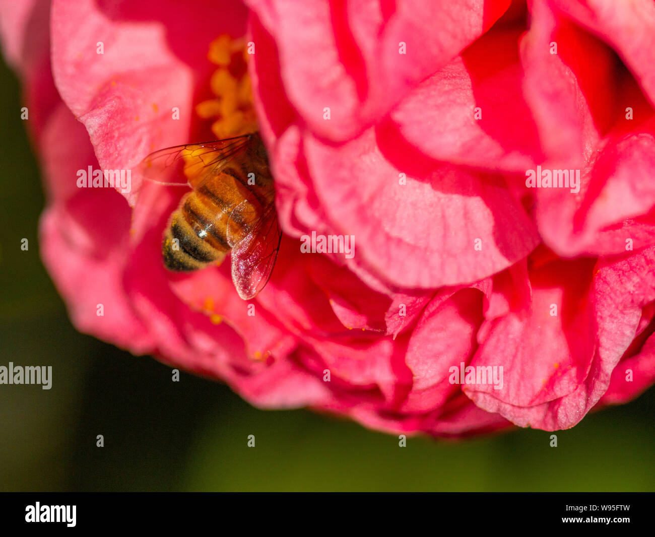 Honey bee gathering pollen from camellia flower Stock Photo