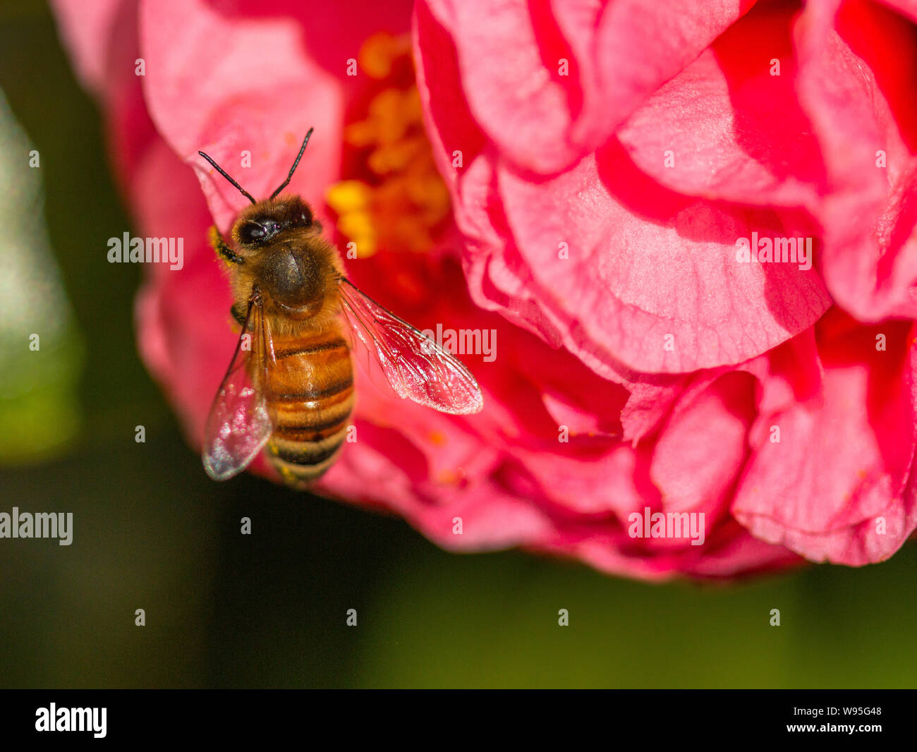 Honey bee entering camellia bud Stock Photo