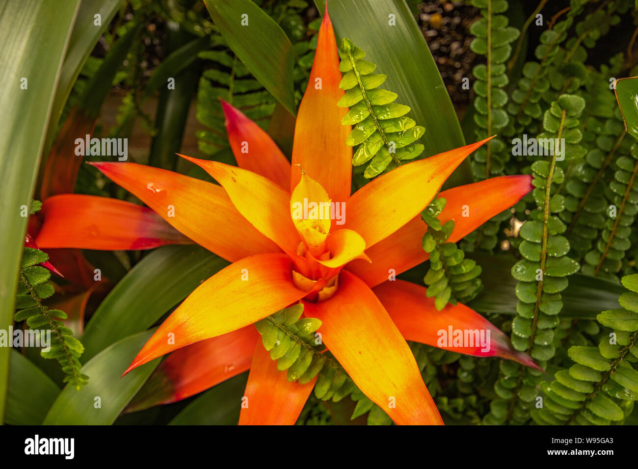 Bright orange bromeliad in Wellington Botanic Gardens Stock Photo