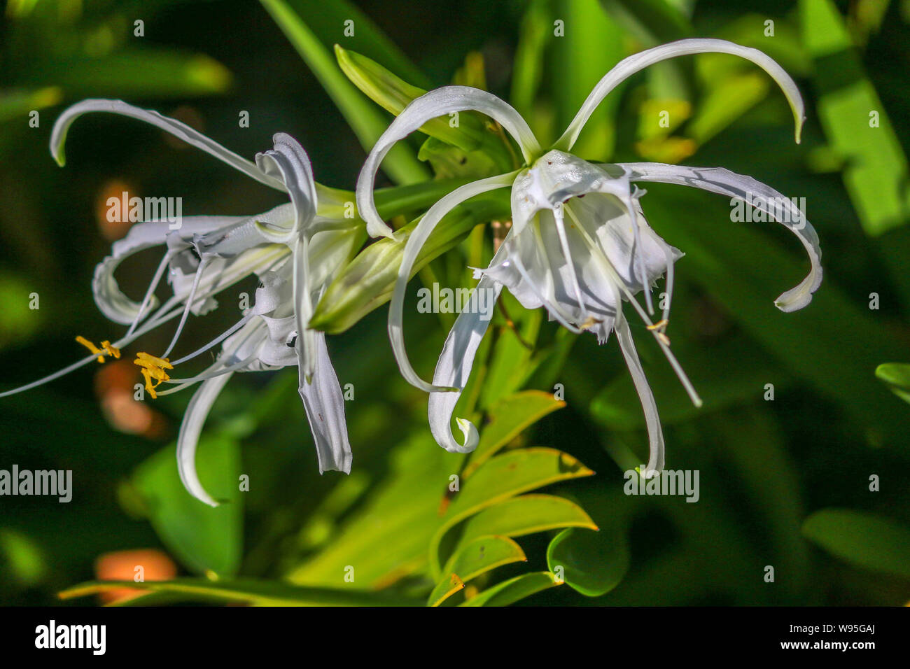 Spider lily growing in Adelaide Botanic Gardens, Australia Stock Photo