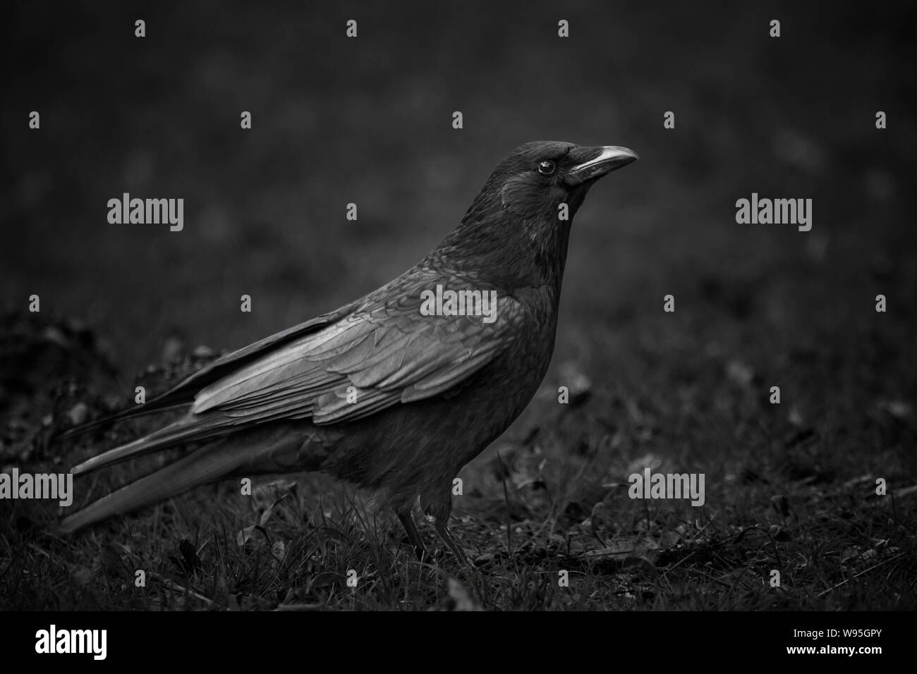 Close-up of a single crow (corvus) in black & white Stock Photo