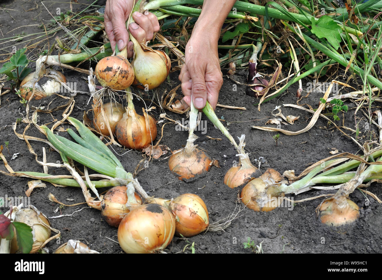 gardener's hands harvesting ripe organic onion in the vegetable garden Stock Photo