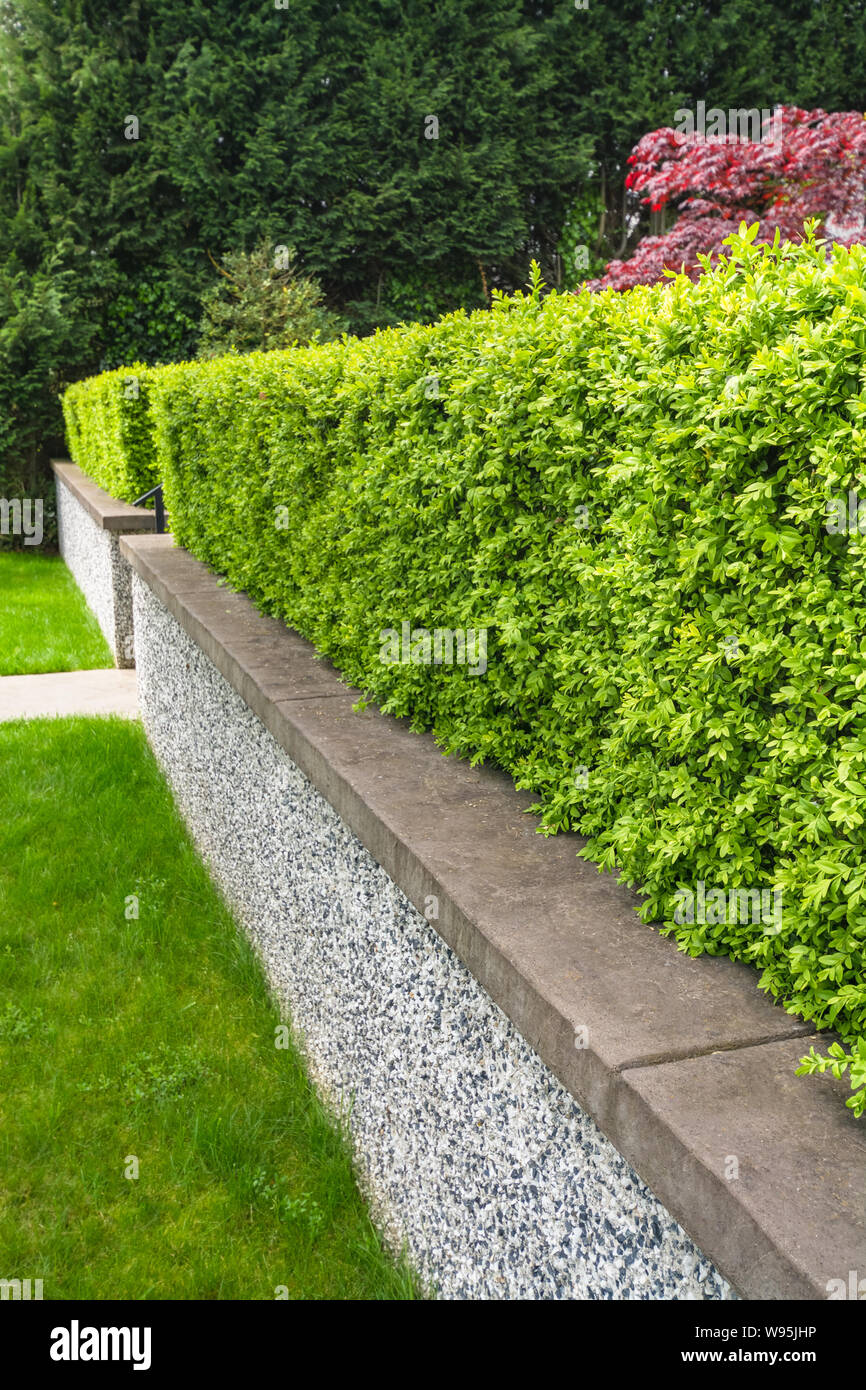 Green hedge fence on land terrace in front of a house Stock Photo Alamy