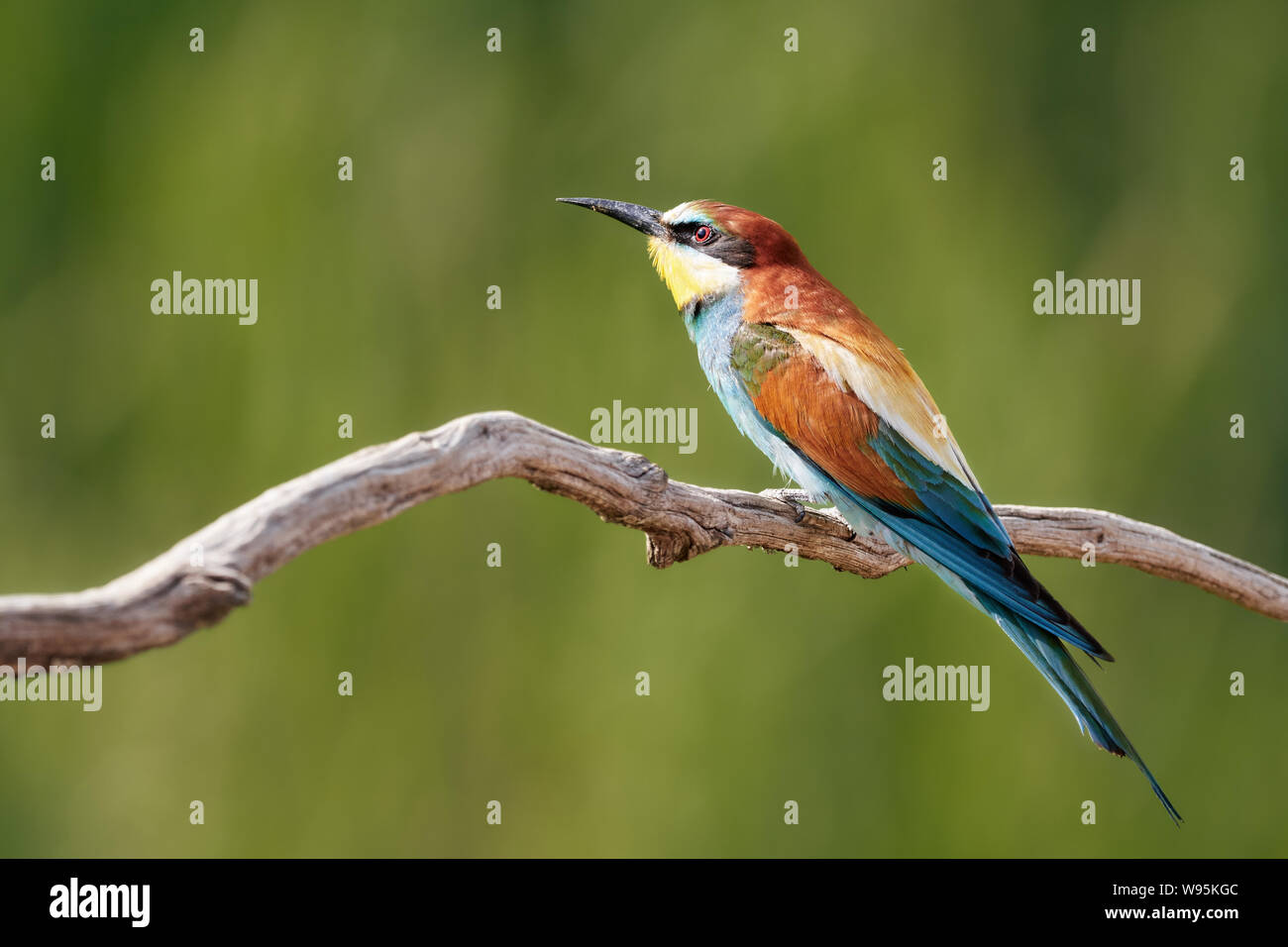 Animal bee bird birds eater european merops apiaster colored exotic hi-res  stock photography and images - Alamy