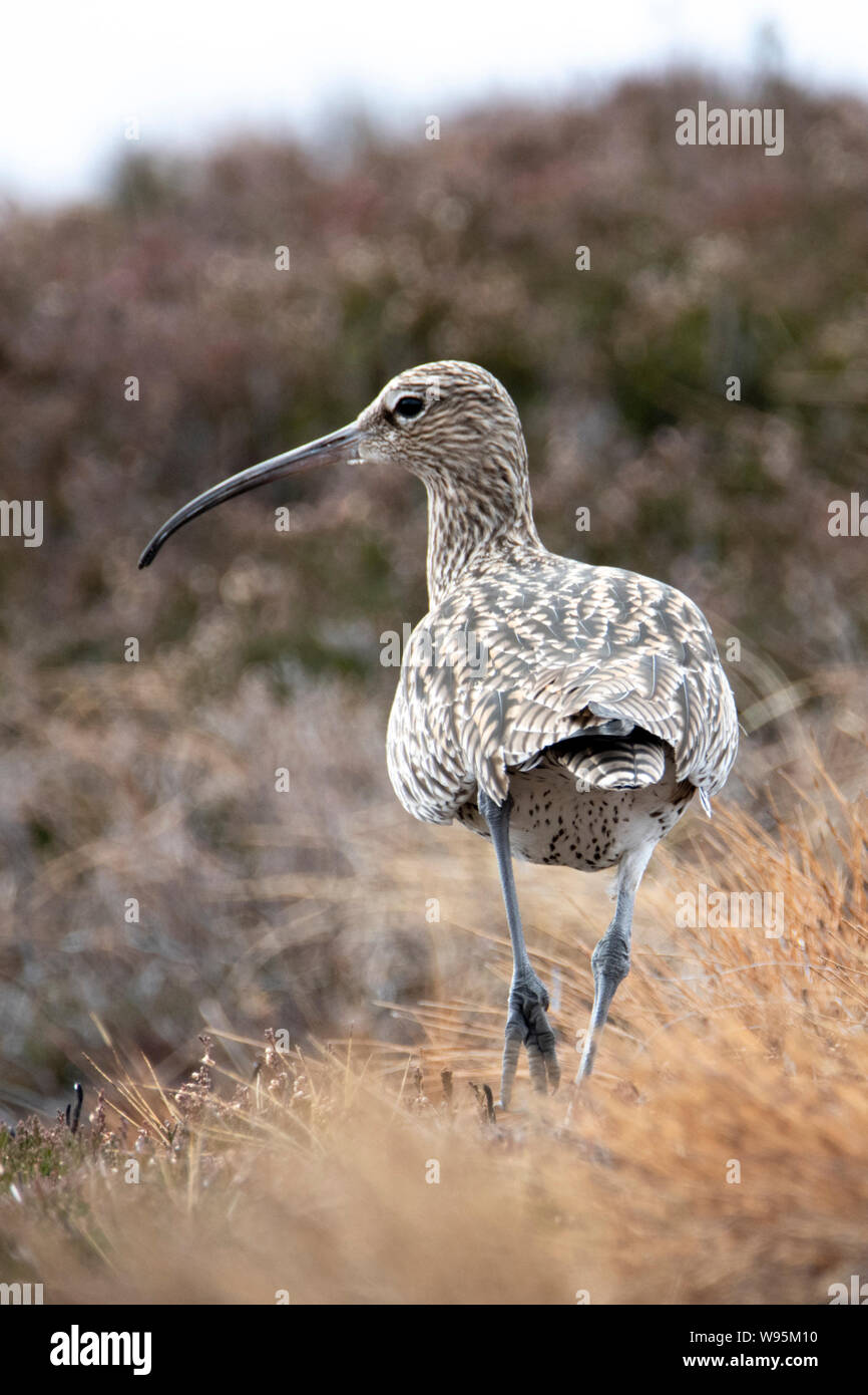 Curlew (Numenius) Walking Through Moorland, Lochindorb Stock Photo