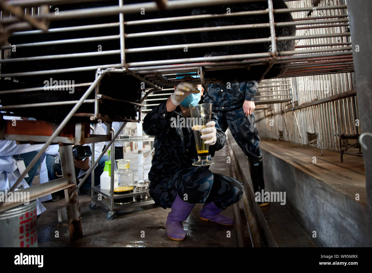 Staff extracts bear bile in the workshop of Guizhentang in Huian, south Chinas Fujian province, 22 February 2012.   Guizhentang, Chinas largest produc Stock Photo