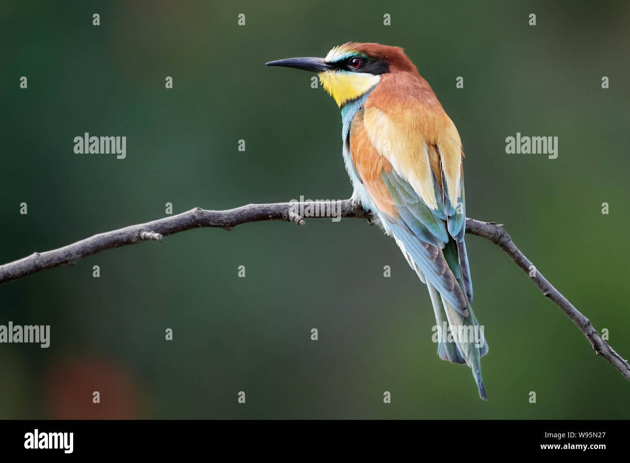 One beautiful European bee-eater sitting on a branch in Gerolsheim Germany - Merops Apiaster Stock Photo