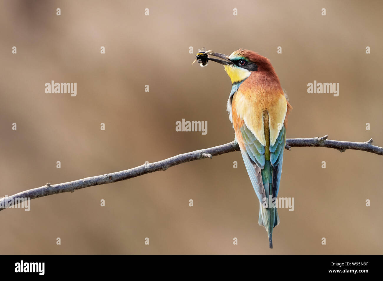 Bee eating bird hi-res stock photography and images - Alamy Bee eating bird hi-res stock photography and images - Alamy
