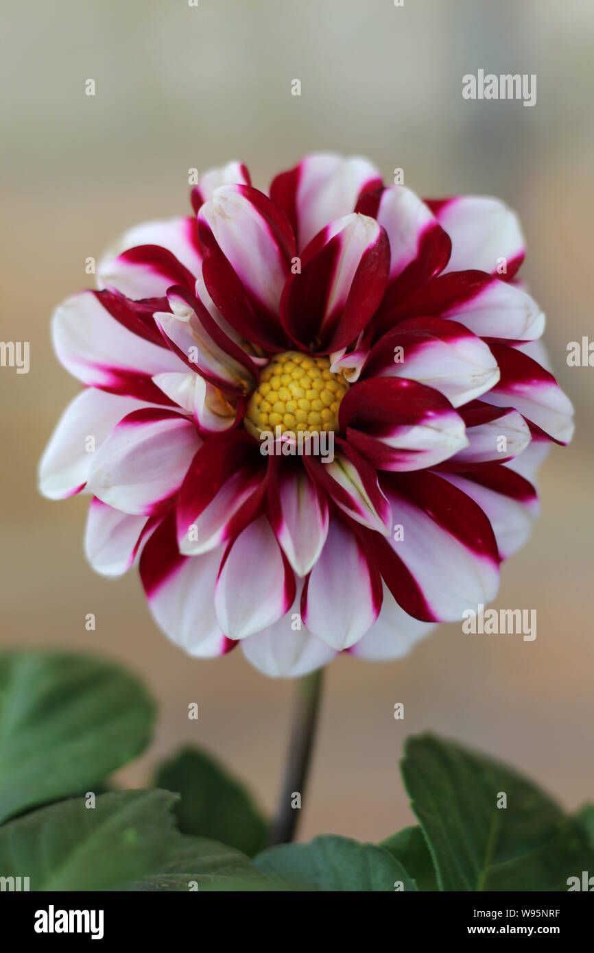 Macro image of a Dahlia with red and white petals Stock Photo