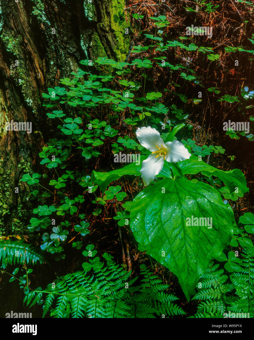 Trillium, Trillium ovatum, Redwood Trunk, Prairier Creek Redwood National and State Park, California Stock Photo
