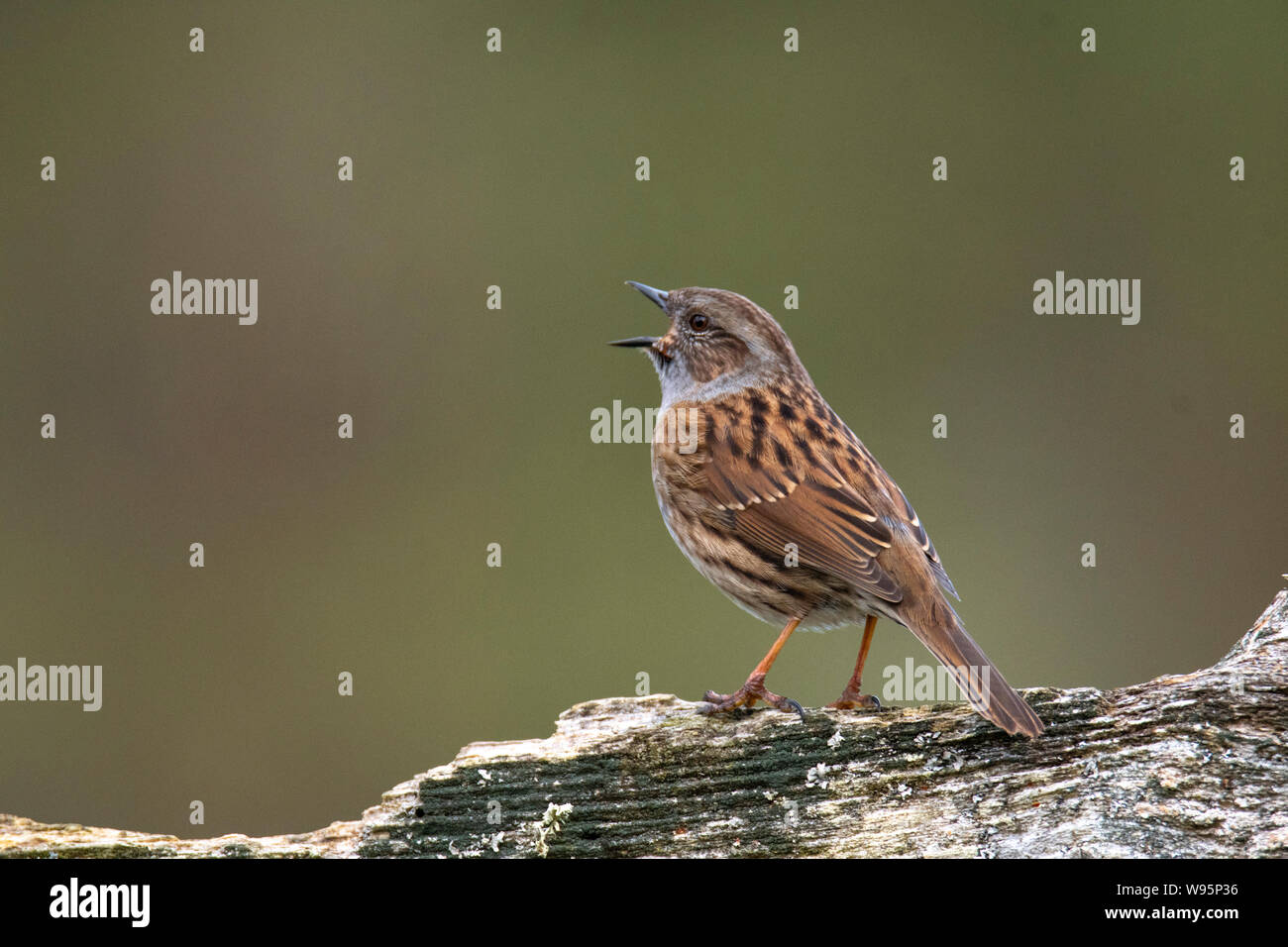 Dunnock / Hedge Sparrow (Prunella modularis) perched on log singing Stock Photo