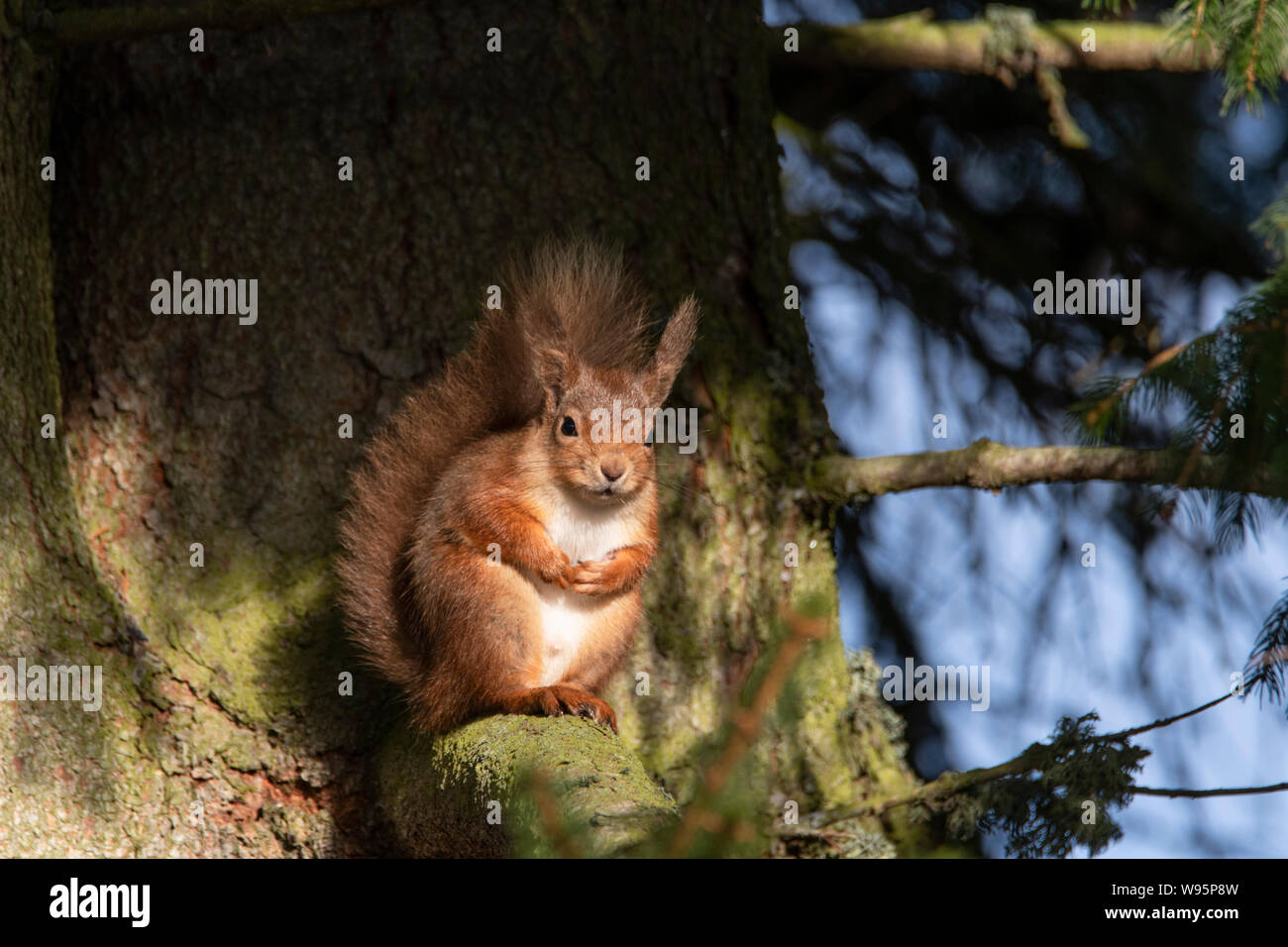 Red Squirrel (Sciurus vulgaris) perched in pine tree in winter in Scottish Highlands Stock Photo