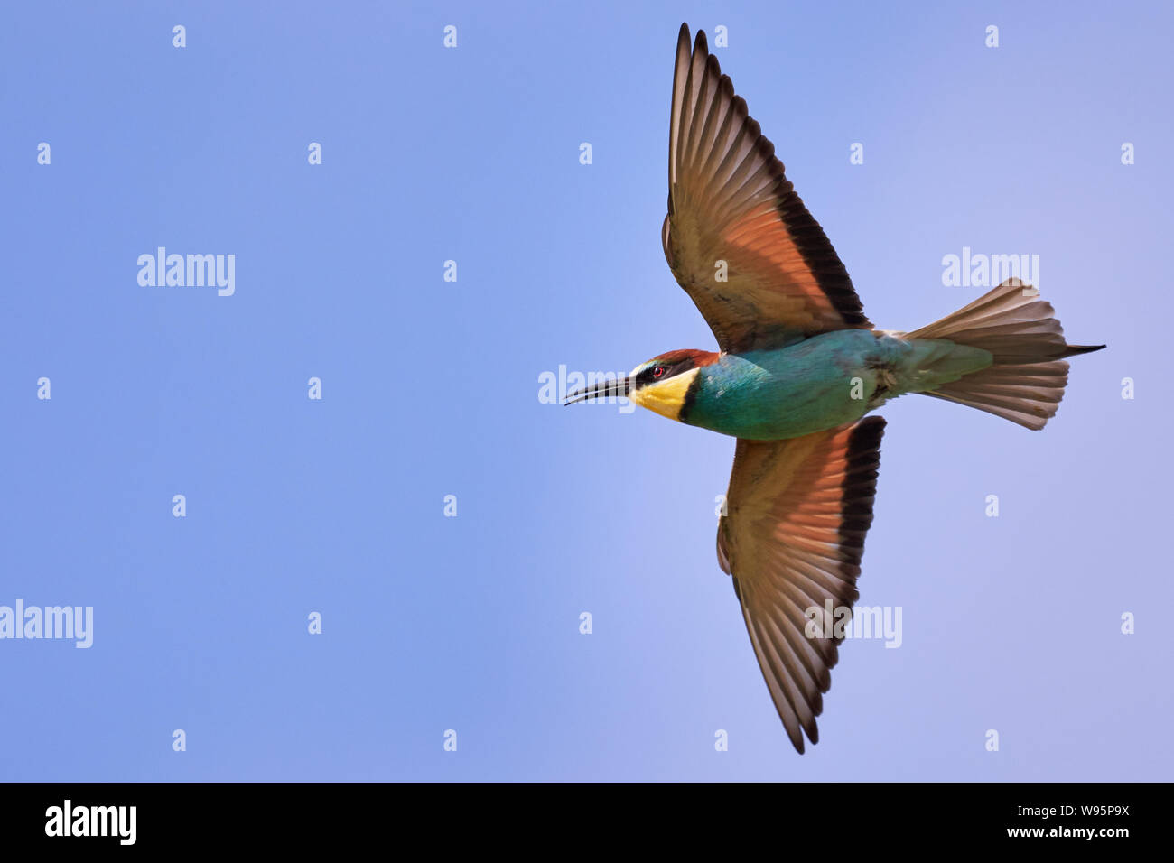 One colorful bee-eater bird flying in the blue sky Stock Photo