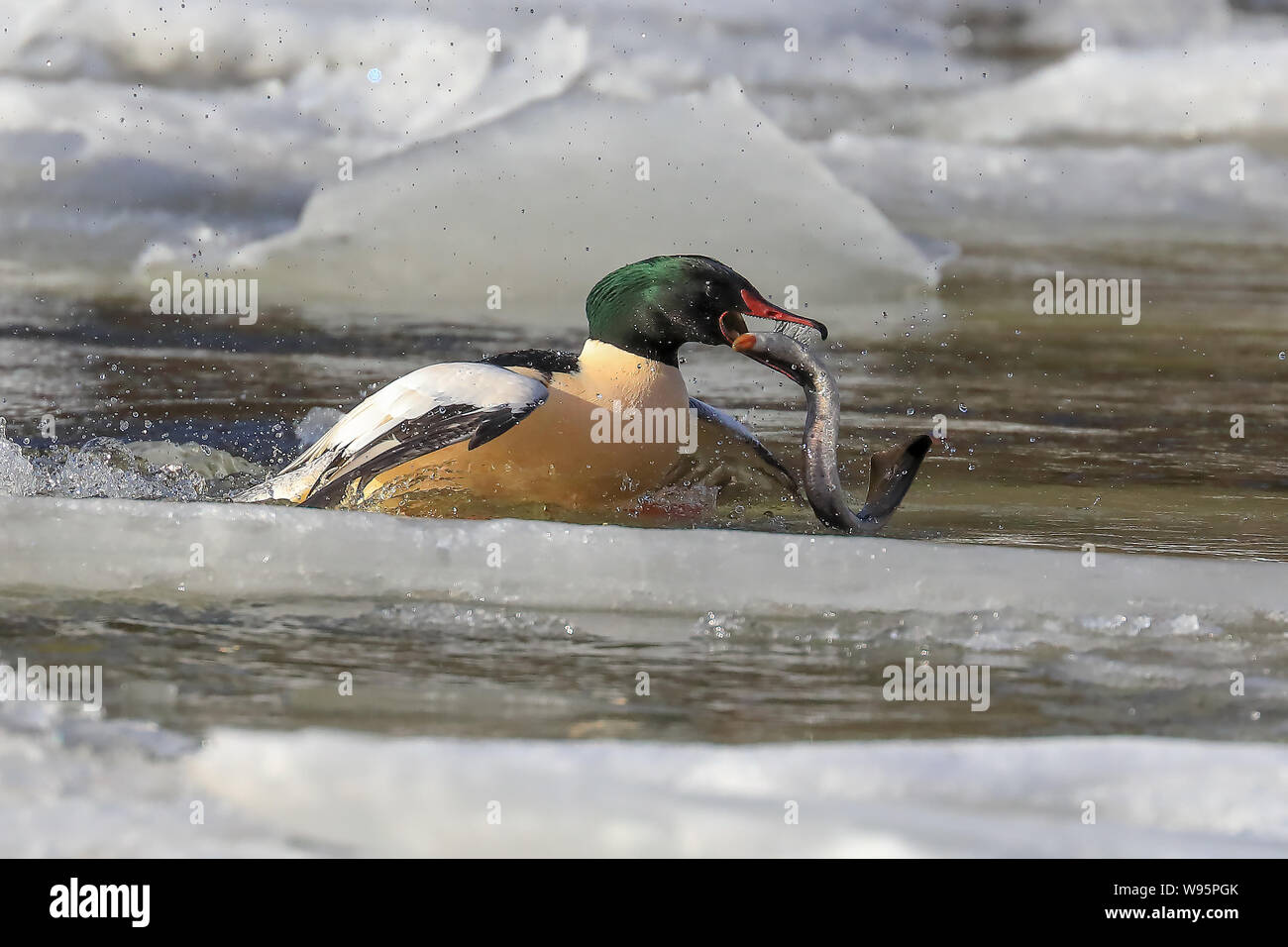 European river lamprey and Common Merganser Stock Photo