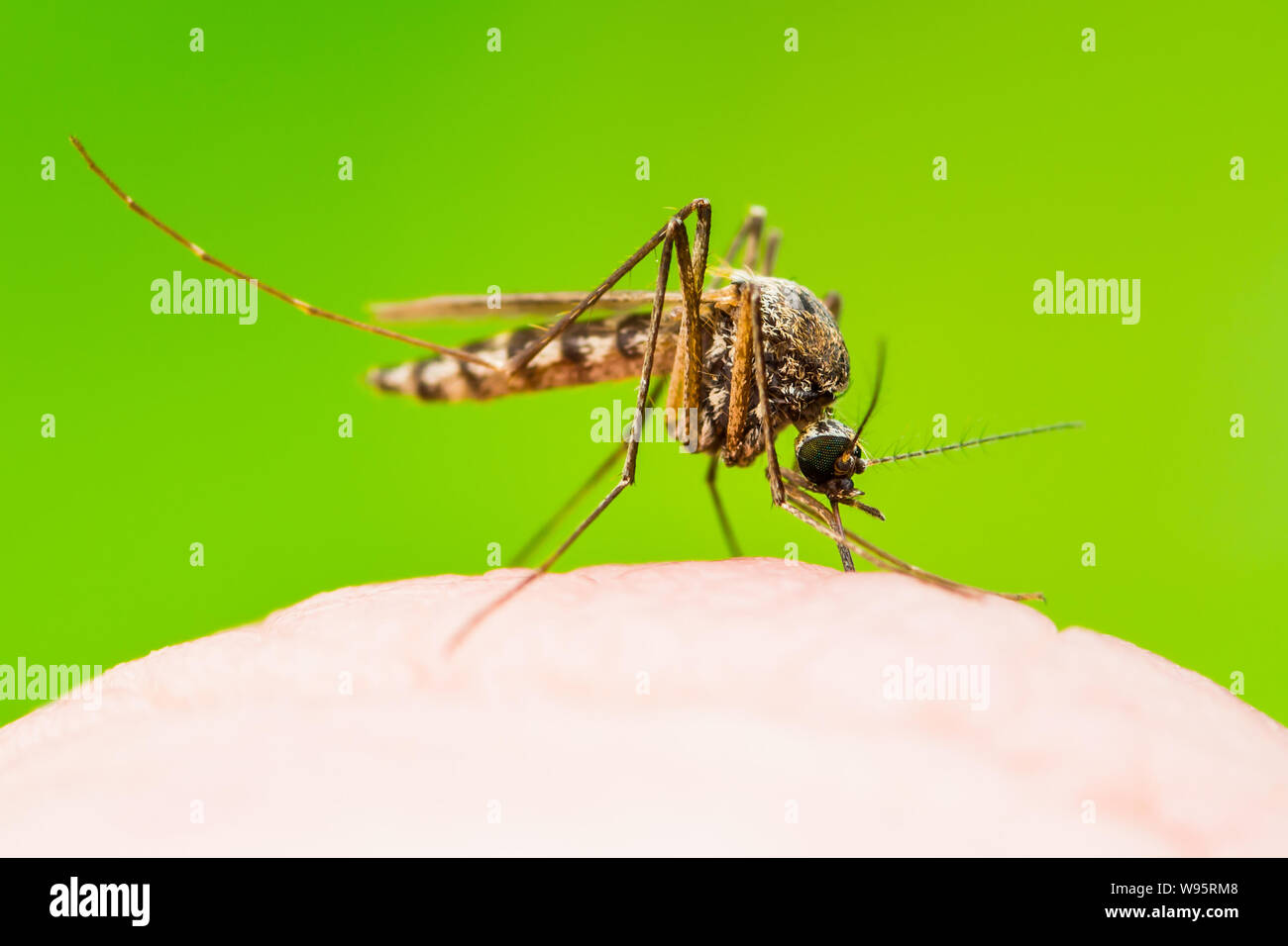 Yellow Fever, Malaria or Zika Virus Infected Mosquito Insect Macro on Green Background Stock Photo