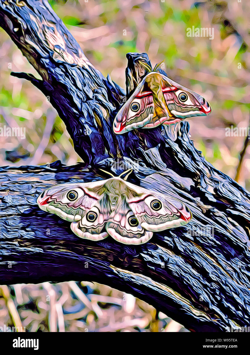 Emperor moth pair (Saturnia pavonia Stock Photo - Alamy
