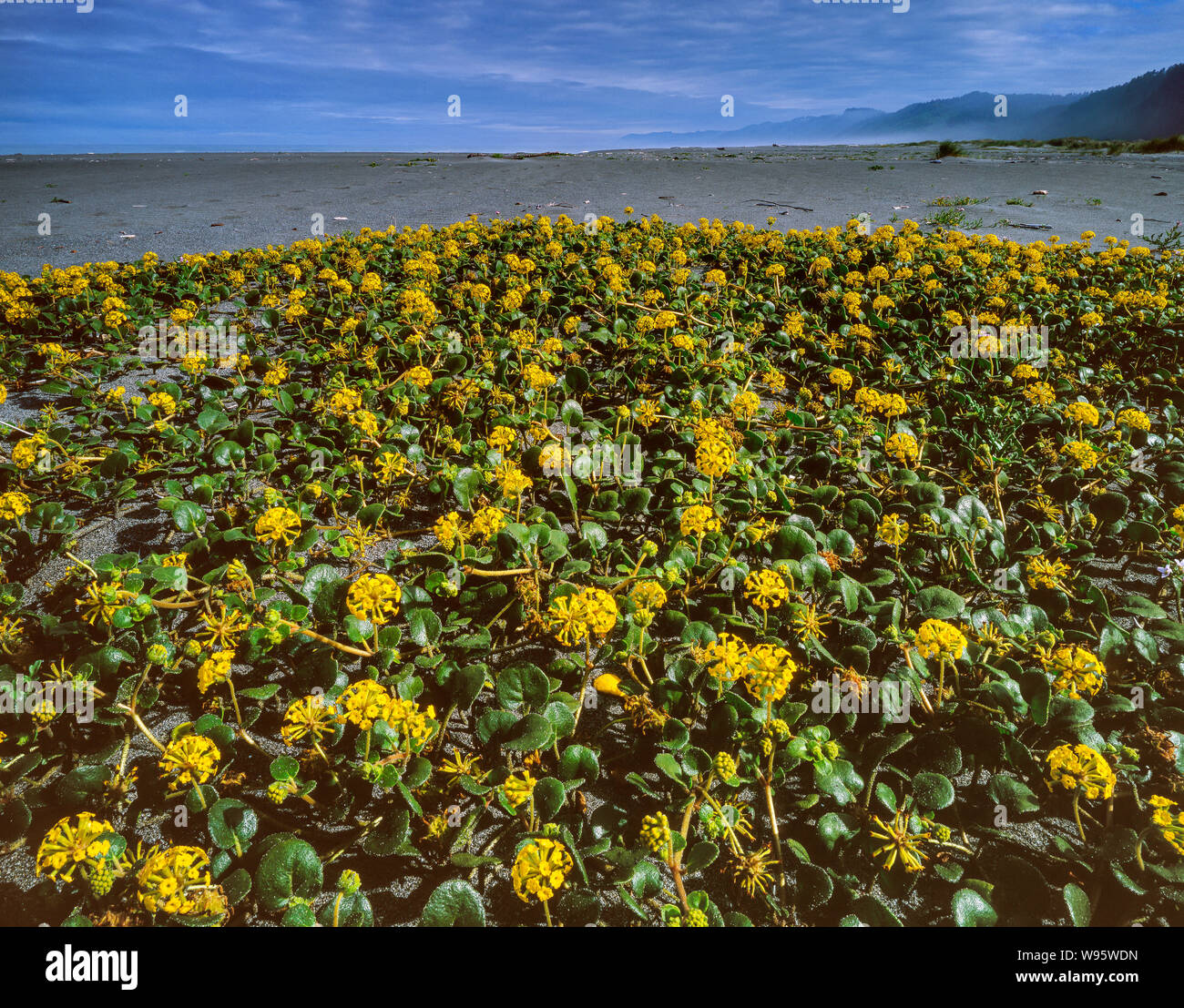 Yellow Verbena, Abronia latifolia, Gold Bluffs Beach, Prairie Creek Redwoods National and State Parks, California Stock Photo
