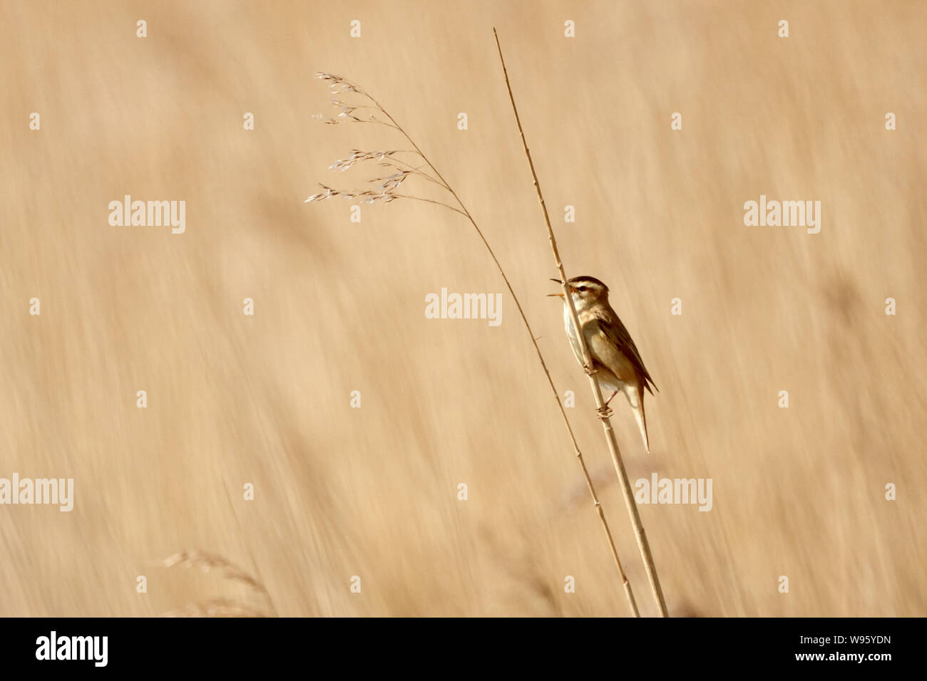 Bird singing from a stick on a meadow. Small songbird in natural habitat. Stock Photo