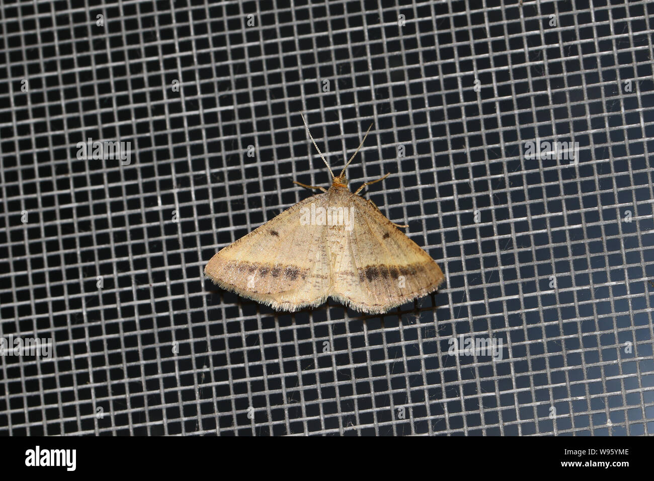 yellow belle moth Latin aspitates (napuca) ochrearia in the Geometridae Ennominae Aspitatini family of moths at rest on a mesh surface in Italy Stock Photo