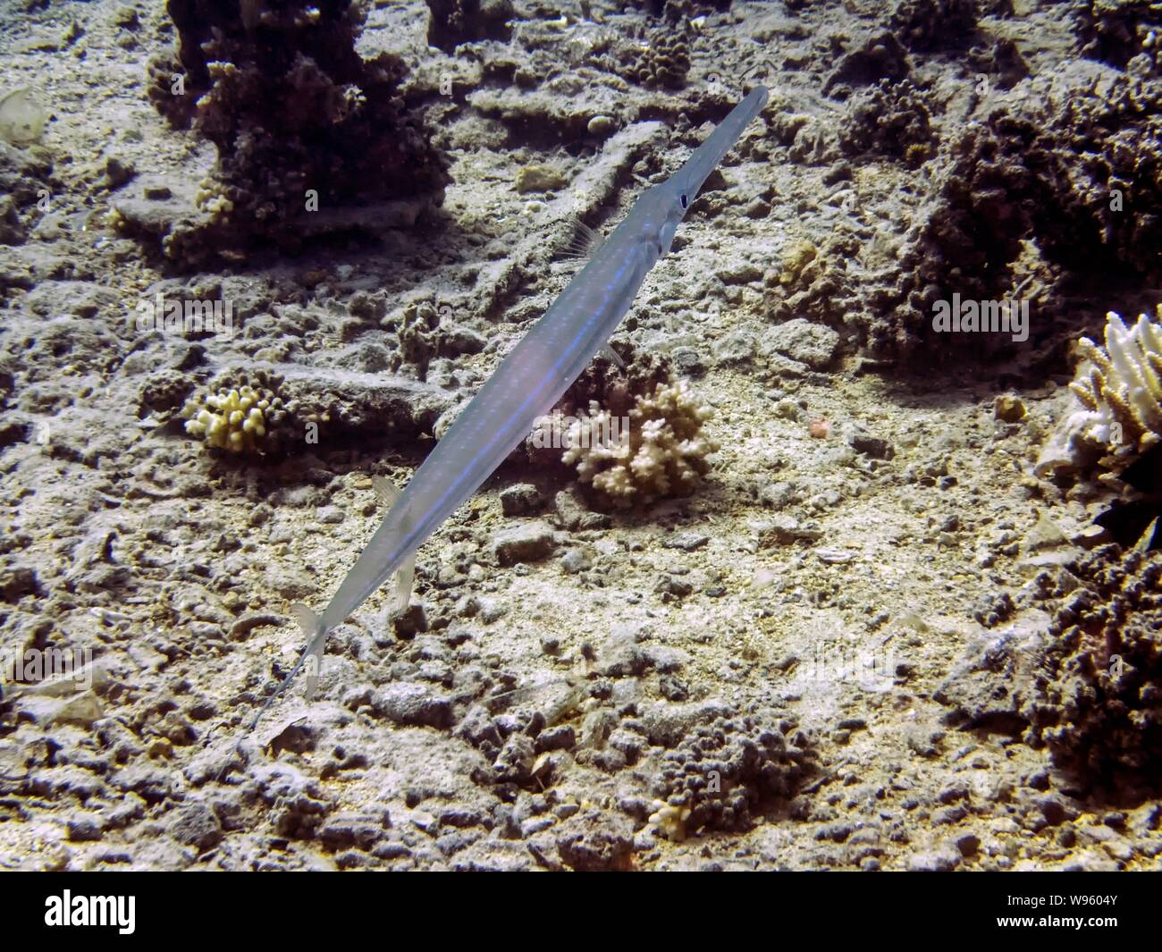 Bluespotted (Fistularia commersonii Stock Photo Alamy