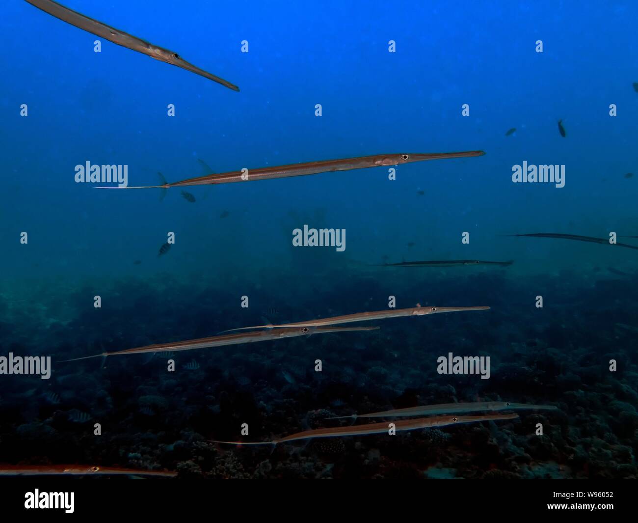 Bluespotted Cornetfish (Fistularia commersonii Stock Photo - Alamy