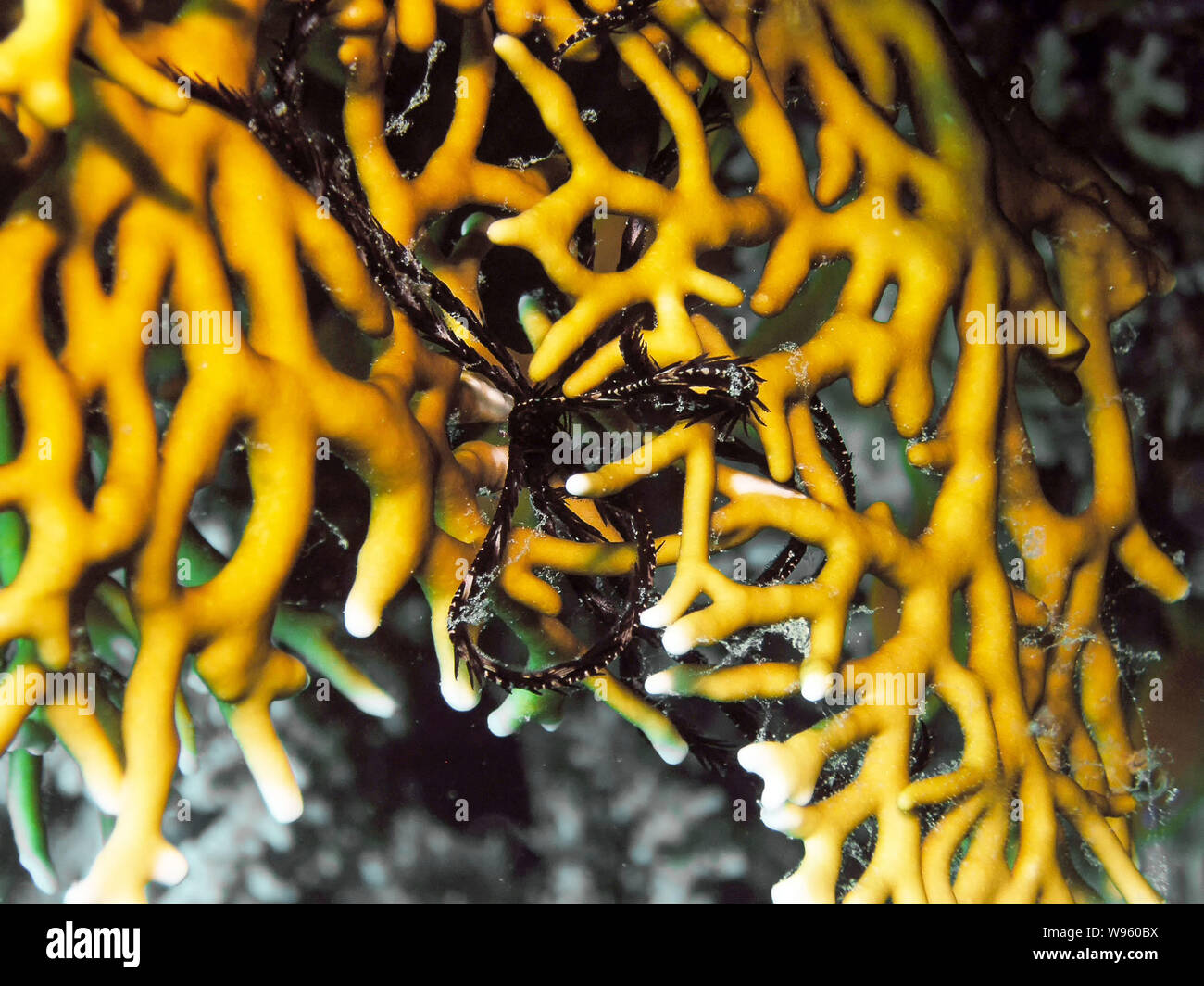 Brittle Stars (Ophiuroidea) in the Red Sea Stock Photo