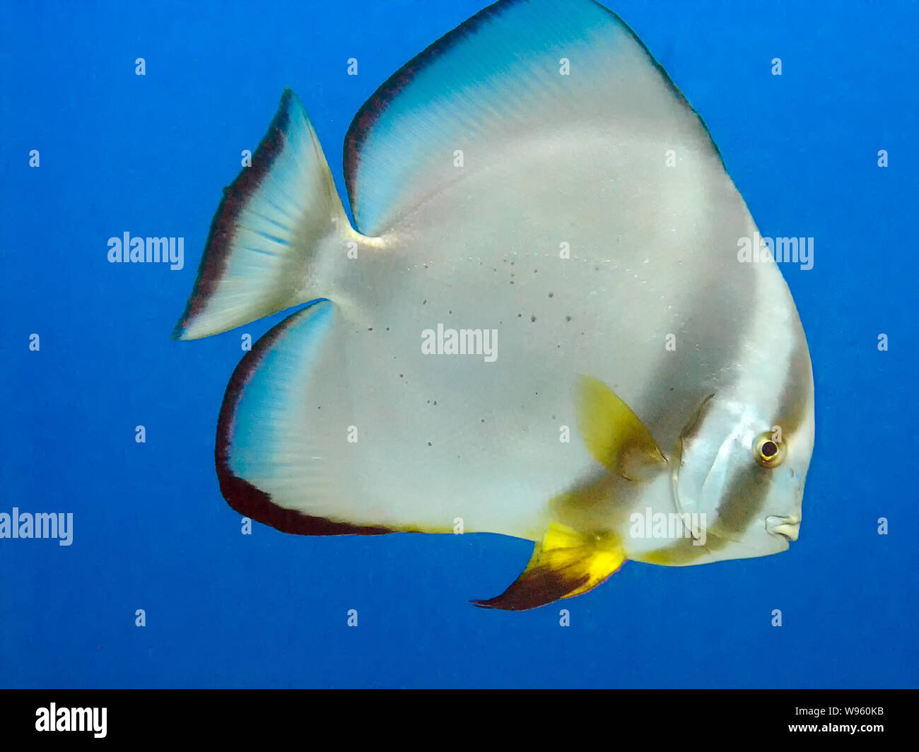 Roundfin Fish Circular Batfish (Platax orbicularis) in the Red Sea Stock Photo - Alamy