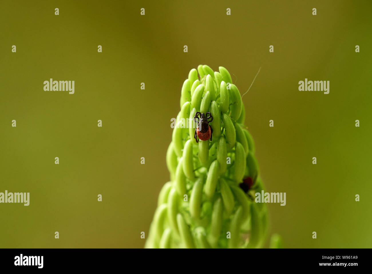 Close-up of two black legged wood ticks (Ixodes ricinus) on a green plant head Stock Photo